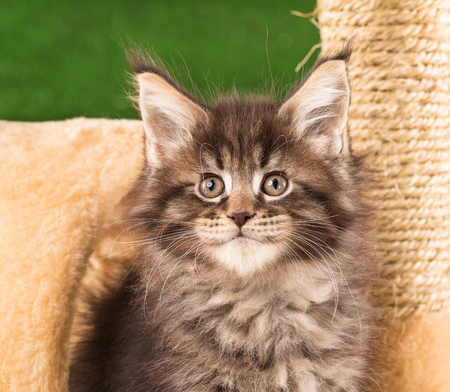 Maine Coon kitten on the scratching-stone over green grass backgroundの写真素材