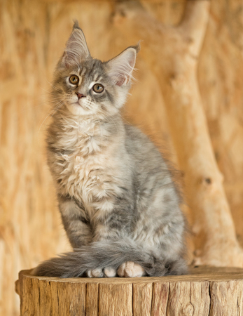 Cute Maine Coon kitten on the stump in the open-air cageの写真素材
