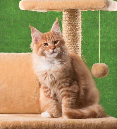 Maine Coon kitten on the scratching-stone over green grass backgroundの写真素材