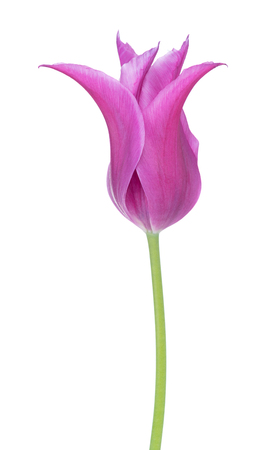 Bright purple tulip isolated over white backgroundの写真素材