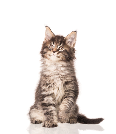 Fluffy Maine Coon kitten isolated over white backgroundの写真素材