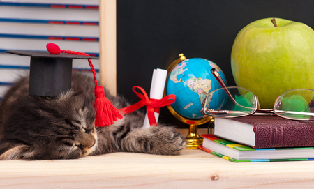 Tired little kitten with school accessories waits for vacationの写真素材