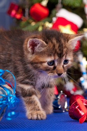Cute fluffy kitten near Christmas spruce with gifts and toys over blue backgroundの写真素材