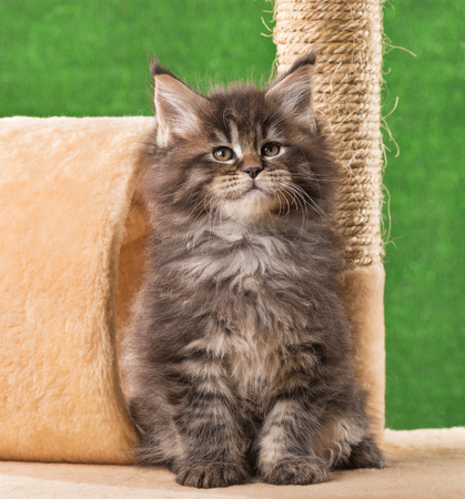 Maine Coon kitten on the scratching-stone over green grass backgroundの写真素材