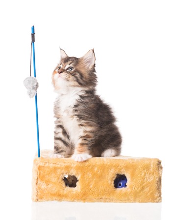 Cute Maine Coon kitten with toy mouse isolated over white backgroundの写真素材
