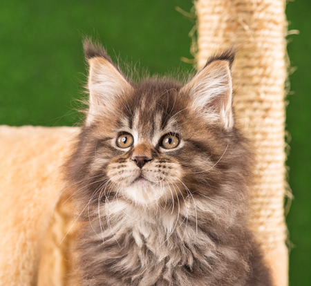 Maine Coon kitten on the scratching-stone over green grass backgroundの写真素材