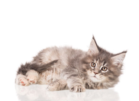 Fluffy Maine Coon kitten isolated over white backgroundの写真素材