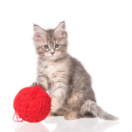 Maine Coon kitten with yarn ball toy isolated over white backgroundの写真素材