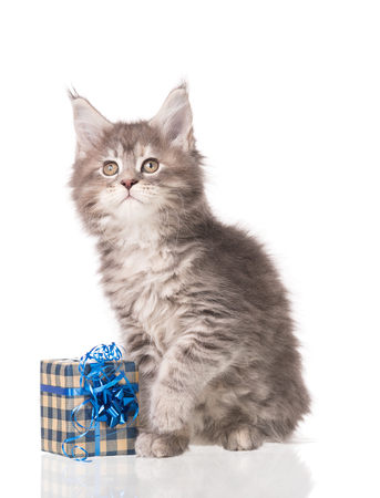 Fluffy Maine Coon kitten with a gift-box isolated over white backgroundの写真素材