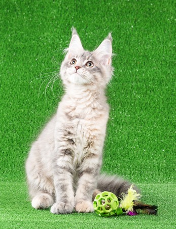 Maine Coon kitten with toy ball over green grass backgroundの写真素材