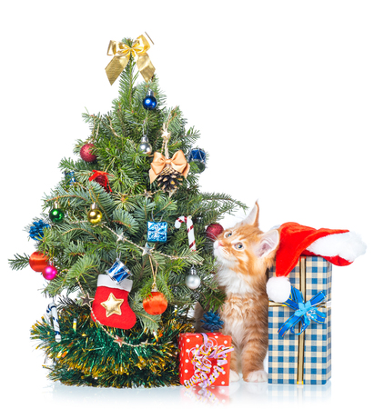 Fluffy Maine Coon kitten with New Year spruce isolated over white backgroundの写真素材