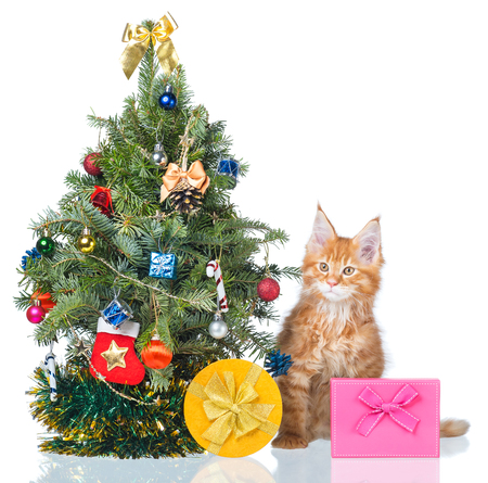 Fluffy Maine Coon kitten with New Year spruce isolated over white backgroundの写真素材