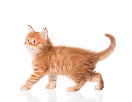 Fluffy Maine Coon kitten isolated over white backgroundの写真素材