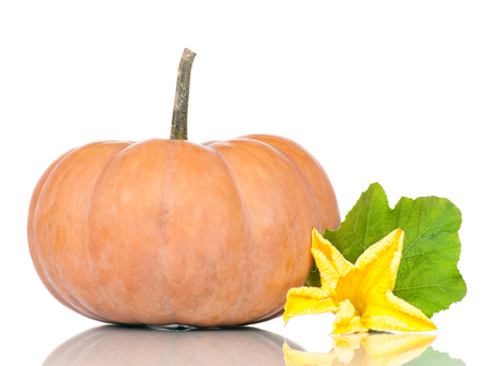 Round pumpkin with blossom and leaf isolated on white backgroundの写真素材
