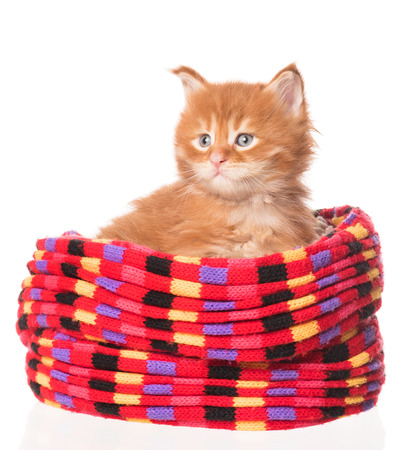 Cute Maine Coon kitten in the kitted scarf isolated over white backgroundの写真素材