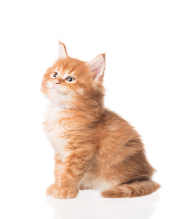 Fluffy Maine Coon kitten isolated over white backgroundの写真素材