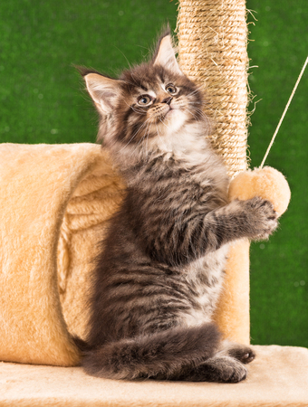 Maine Coon kitten on the scratching-stone over green grass backgroundの写真素材