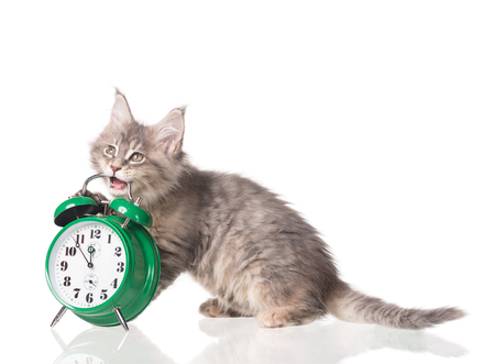 Fluffy Maine Coon kitten isolated over white backgroundの写真素材