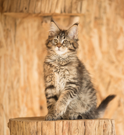 Cute Maine Coon kitten on the stump in the open-air cageの写真素材