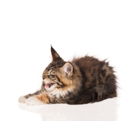 Fluffy Maine Coon kitten isolated over white backgroundの写真素材