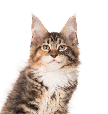Fluffy Maine Coon kitten isolated over white backgroundの写真素材