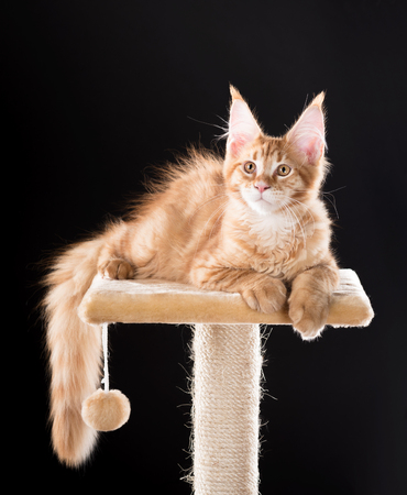 Maine Coon kitten on the scratching-stone over black backgroundの写真素材