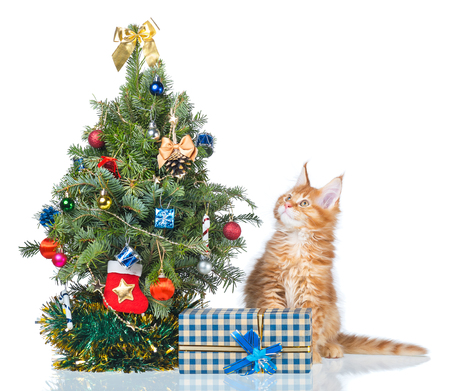 Fluffy Maine Coon kitten with New Year spruce isolated over white backgroundの写真素材