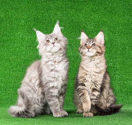 Cute Maine Coon kittens over green grass backgroundの写真素材