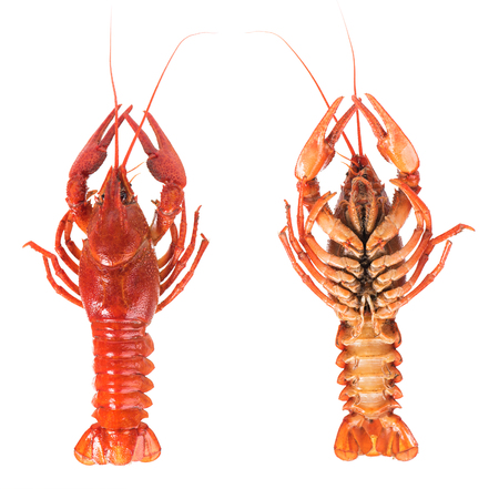 Set of prepared big crayfish isolated over white background cutoutの写真素材
