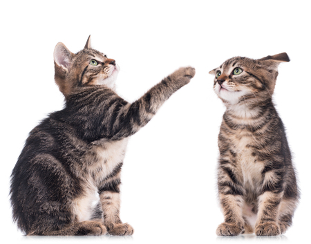 Set of serious cute kittens isolated on white backgroundの写真素材