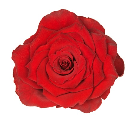 Fresh bright red rose isolated over white backgroundの写真素材