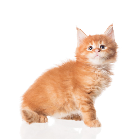 Fluffy Maine Coon kitten isolated over white backgroundの写真素材