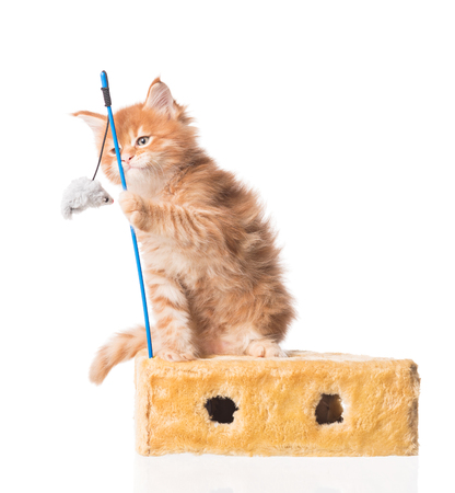Cute Maine Coon kitten with toy mouse isolated over white backgroundの写真素材