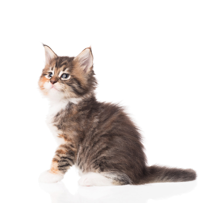 Fluffy Maine Coon kitten isolated over white backgroundの写真素材