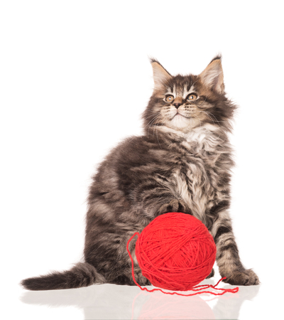 Maine Coon kitten with yarn ball toy isolated over white backgroundの写真素材