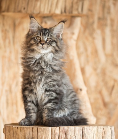 Cute Maine Coon kitten on the stump in the open-air cageの写真素材
