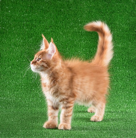 Cute Maine Coon kitten over green grass backgroundの写真素材