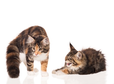 Cute Maine Coon kittens isolated over white backgroundの写真素材
