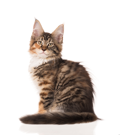 Fluffy Maine Coon kitten isolated over white backgroundの写真素材