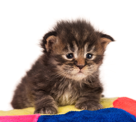Fluffy Maine Coon kitten on the pillow isolated over white backgroundの写真素材