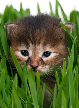 Cute little kitten in the bright green grass over white backgroundの写真素材