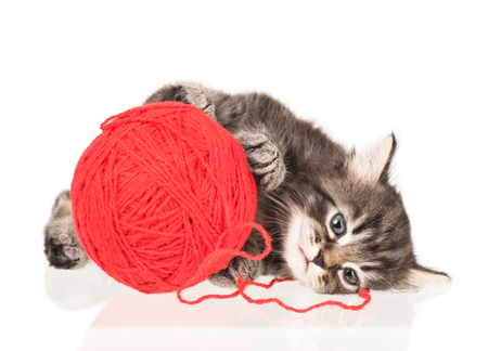 Cute little kitten with balls of color threads on white backgroundの写真素材