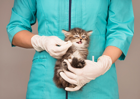 Cute little kitten on survey at the veterinarian close-upの写真素材