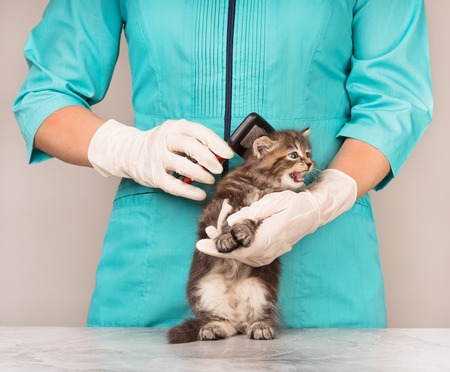 Cute little kitten on survey at the veterinarian close-upの写真素材