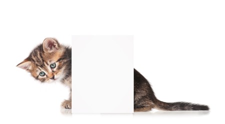 Cute siberian kitten with empty blank billboard over white backgroundの写真素材