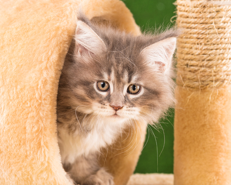 Maine Coon kitten on the scratching-stone over green grass backgroundの写真素材