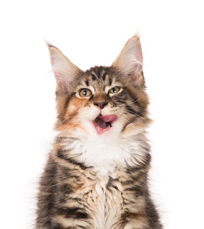 Fluffy Maine Coon kitten isolated over white backgroundの写真素材