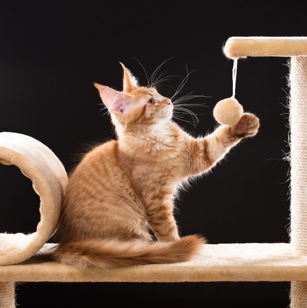 Maine Coon kitten on the scratching-stone over black backgroundの写真素材