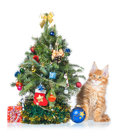 Fluffy Maine Coon kitten with New Year spruce isolated over white backgroundの写真素材