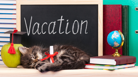 Tired little kitten with school accessories waits for vacationの写真素材